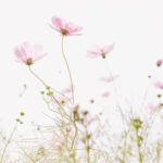 Graines mille Mercis - Cosmos